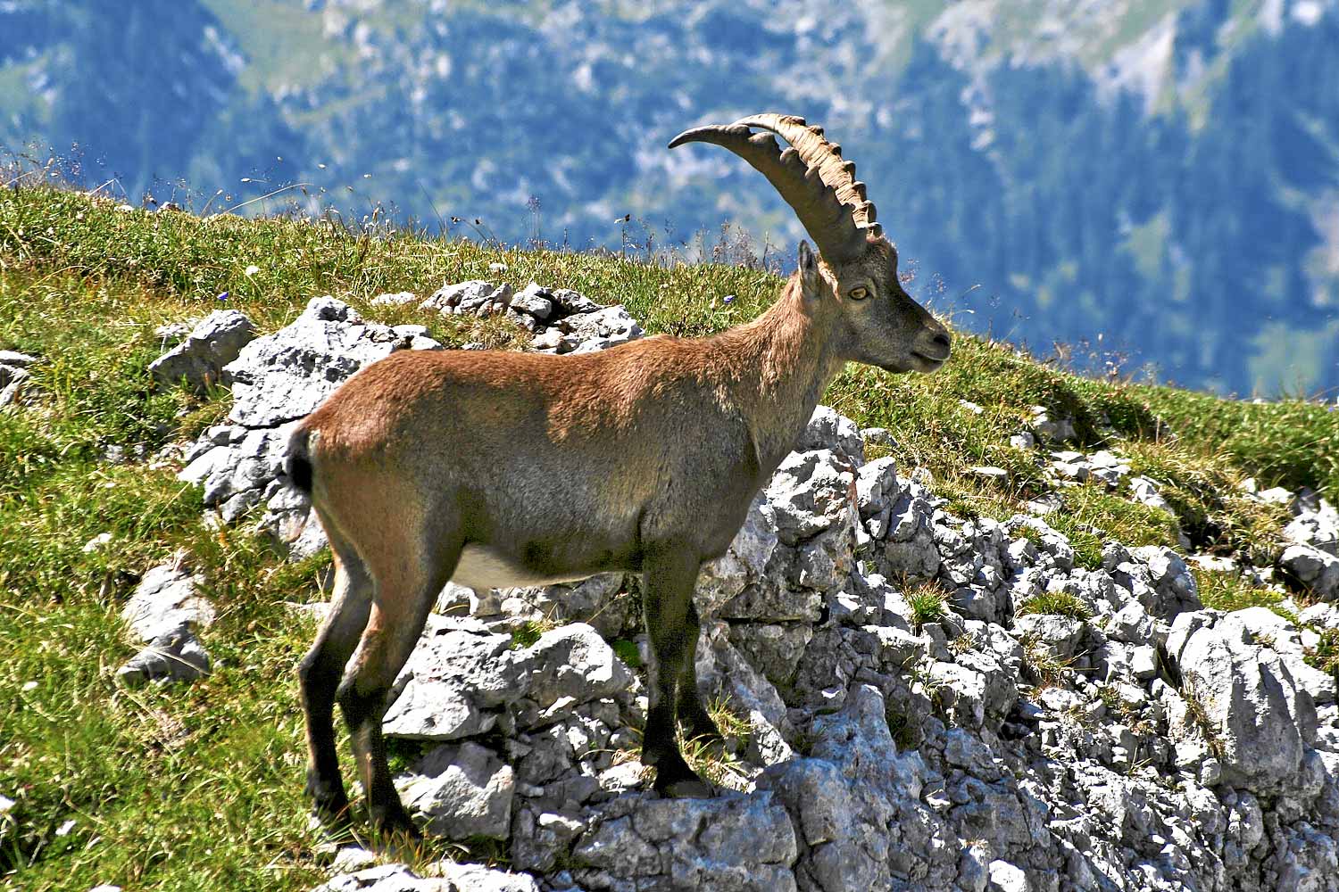 Steinbock